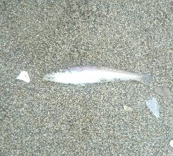 ファミリーキス