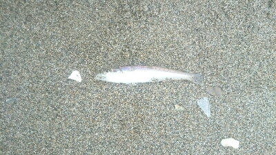 ファミリーキス