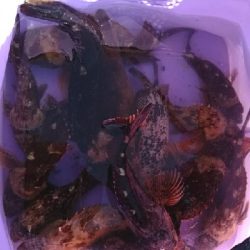 沢山釣れました