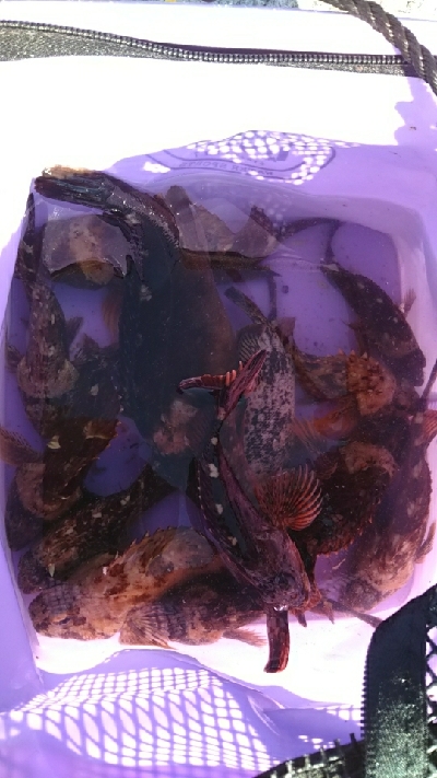 沢山釣れました