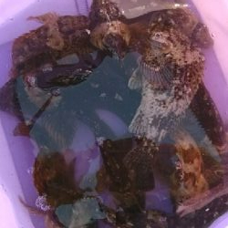 気温が低かっけど