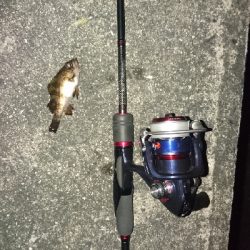 木材港南でちびメバル数釣り