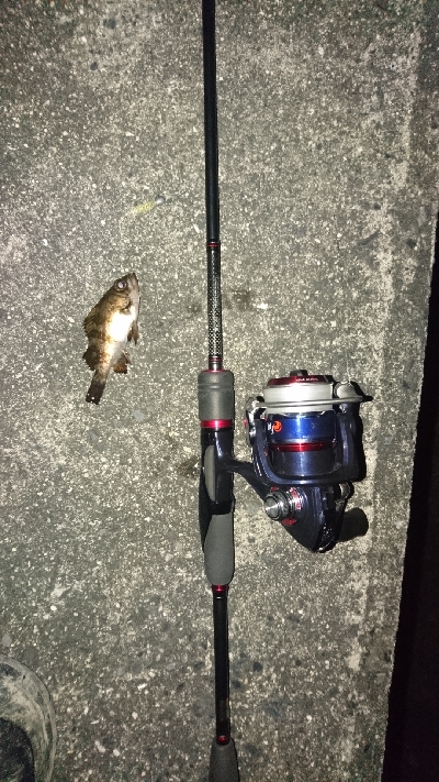 木材港南でちびメバル数釣り