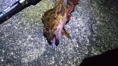 木材港南メバリング