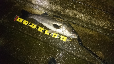 チニングしてたら