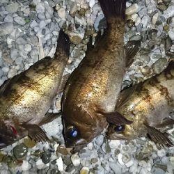 フロートメバル