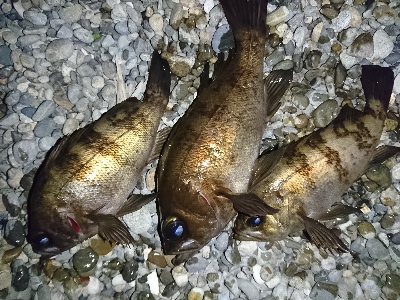 フロートメバル