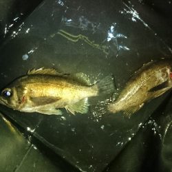 今日は寒かった…