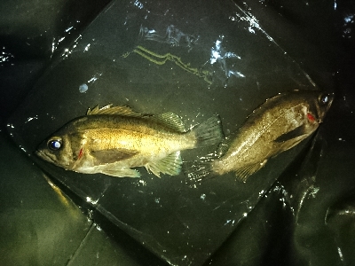 今日は寒かった…