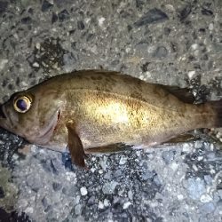 強風メバリング