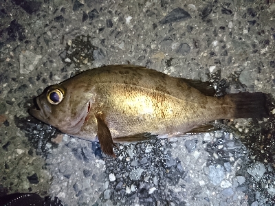 強風メバリング