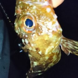 平成最後の釣行