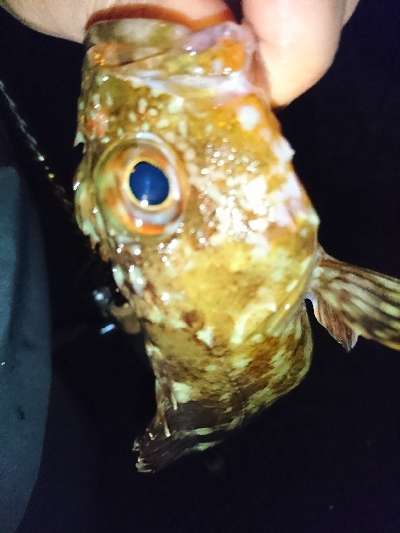 平成最後の釣行