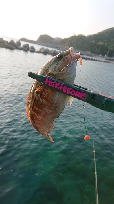 キス釣り開幕!?