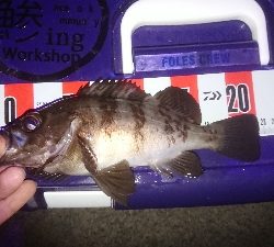 サイズ伸びない