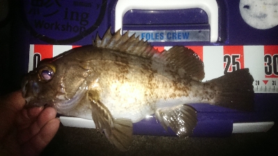 プッハー満足満足