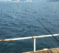 まさかのタコ！