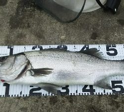 ヒラスズキ良好♪