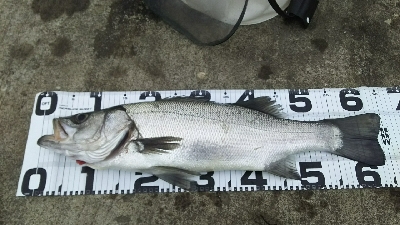 ヒラスズキ良好♪