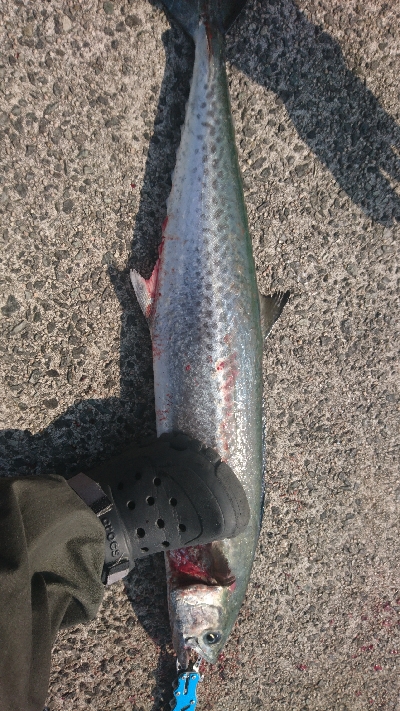 今年初のサゴシ