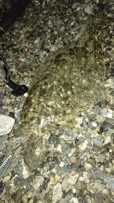 仁淀川周辺サーフ、ヒラメ