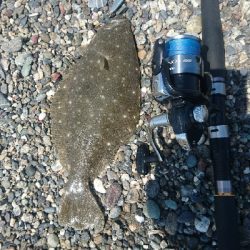 仁淀川河口周辺サーフ、ヒラメ