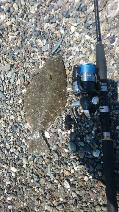 仁淀川河口周辺サーフ、ヒラメ