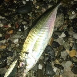 仁淀川河口周辺サーフライトショアジギング