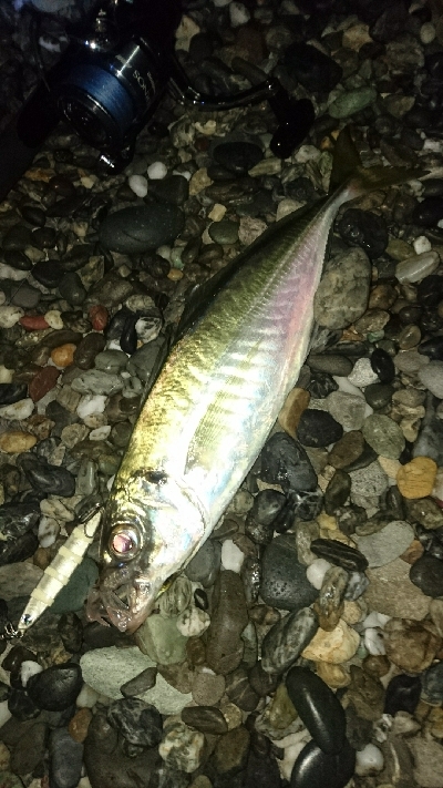 仁淀川河口周辺サーフライトショアジギング