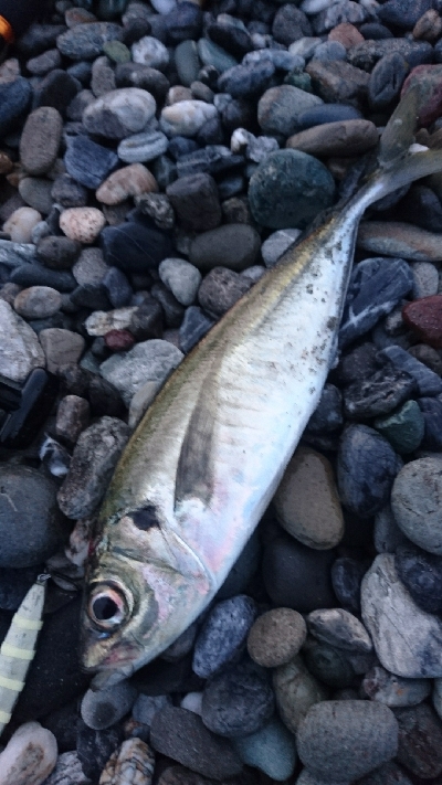 仁淀川河口周辺サーフライトショアジギング