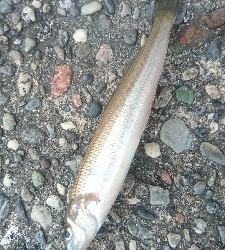 チョイ投げキス釣り