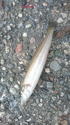 チョイ投げキス釣り