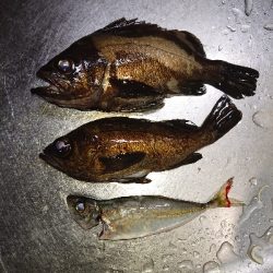 数釣りが楽しめました