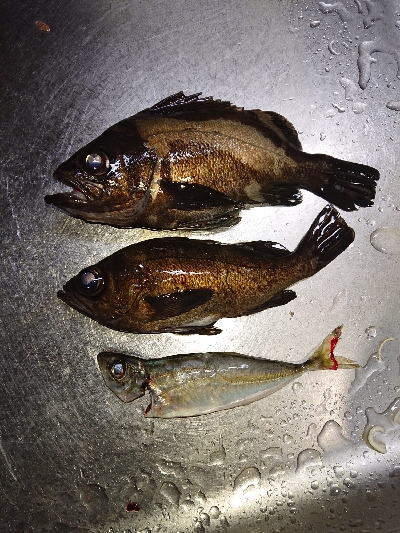 数釣りが楽しめました