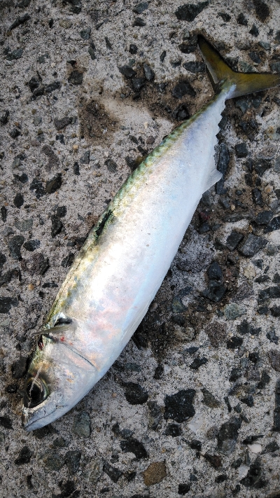 噂のサバ。略してウワサバ