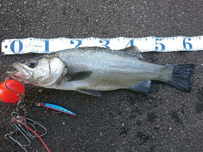 爆風のサラシランガン！