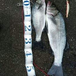 朝マズメ、ヒラスズキ終盤戦