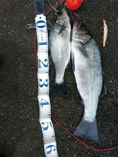 朝マズメ、ヒラスズキ終盤戦