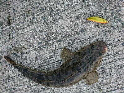 鰯つきの良型マゴチにリベンジ。