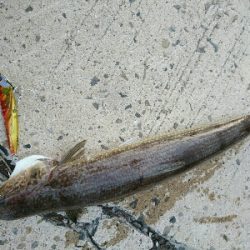 ゴールデンウィークの最終の釣果。