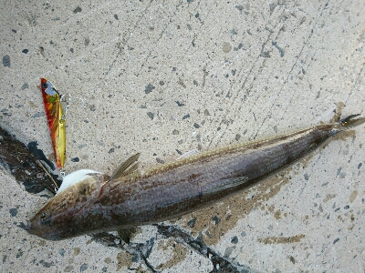 ゴールデンウィークの最終の釣果。