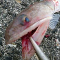 ゴールデンウィーク釣果2今日もいつもの。