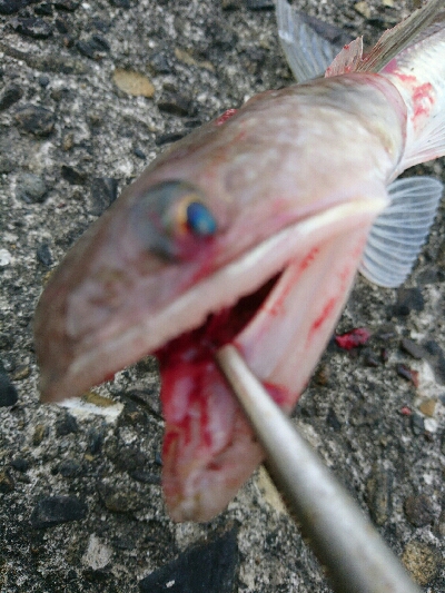 ゴールデンウィーク釣果2今日もいつもの。