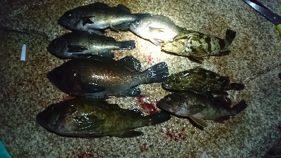 久しぶりのメバル♪