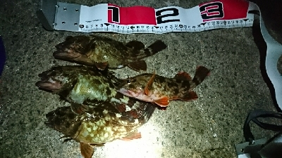 ガシラばっかり…(^^;