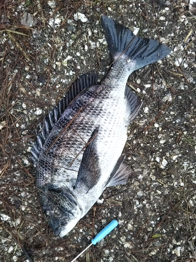 宮津でものっこみチヌ！