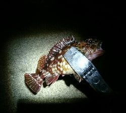 正体不明のデカいやつを求めて