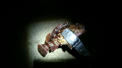 正体不明のデカいやつを求めて