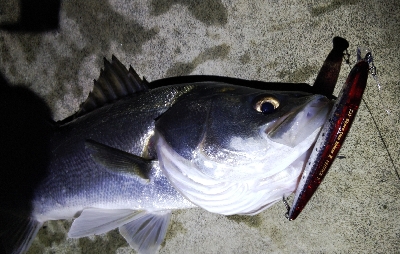 シーバスとソゲ