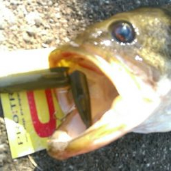 四月一日　バス釣り